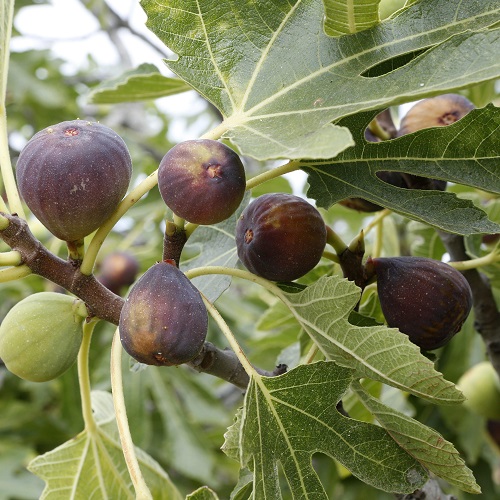 The Incredible Benefits of Anjeer (Fig): A Superfruit for Health and Wellness

